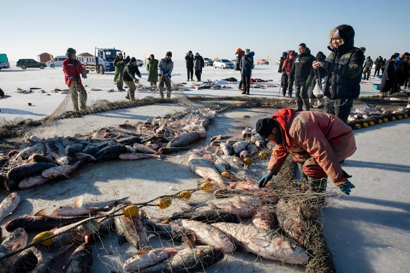 新春走基層|冰湖騰魚電助豐收